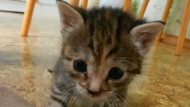 Топ 13 самых милых животных! смотреть онлайн