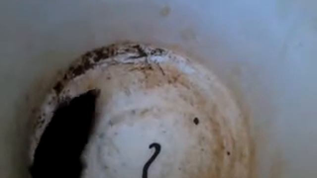 крот поедающий земляного червя смотреть онлайн