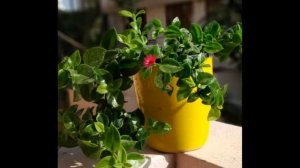 Аптения уход в домашних условиях, пересадка и выращивание #суккуленты