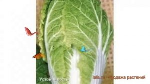 Капуста пекинская Медалист F1 (medalist f1) ? обзор: как сажать, семена капусты Медалист F1