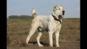 Среднеазиатская овчарка-Алобай