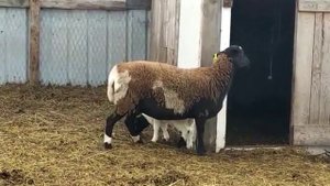 Ягненок: матка гиссарская (25%) кросс с дорпер (75%), а баран (100%) дорпер