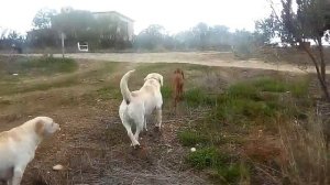 LABRADOR VS HUNTER'S DOG  ЛАБРАДОРЫ И ОХОТНИЧЬЯ СОБАКА