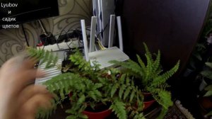 Комнатные цветы/Содержание папоротников в квартире/Обзор коллекции январь 2020/1 часть