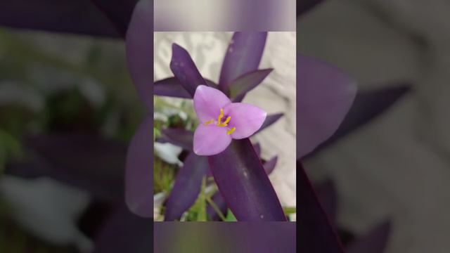 Tradescantia pallida💜