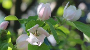 Цветёт дерево Айвы обыкновенной