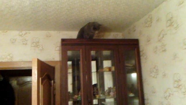 Кошака-по-двери-гуляка смотреть онлайн