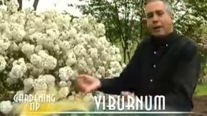 Viburnum