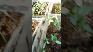 Домашний огород