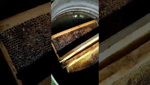 чистка рамок  пчелиных  от застывшего меда