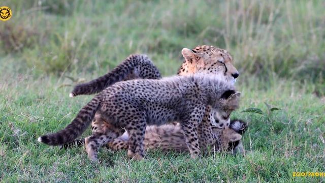 Невероятно милые котята гепарда смотреть онлайн