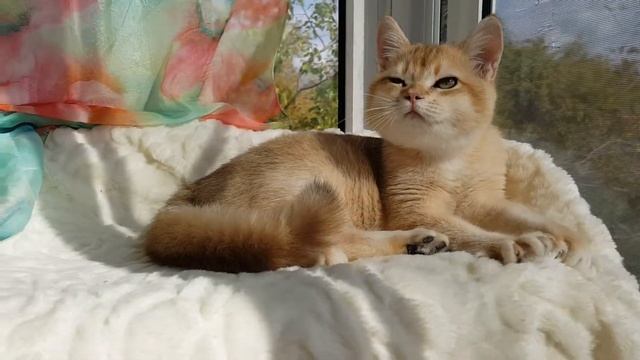 Котик британский золотого окраса