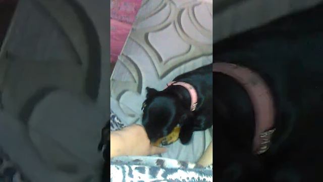Такса МОМО учиться говорить слова мама