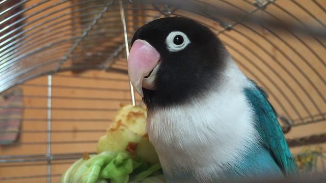 Красивая птичка (неразлучник) смотреть онлайн