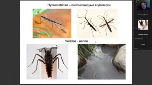 Прокин А.А. Полужесткокрылые (Insecta, Heteroptera) малых водоёмов