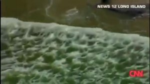 Видео животные тихого океана. Огромную акулу выбросило на берег после шторма!