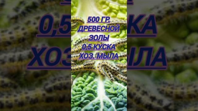 Избавьтесь от ГУСЕНИЦ бабочек КАПУСТНИЦ #гусеницы #борьбасвредителями #гусеницынакапусте