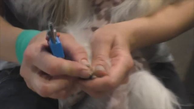 Стрижка когтей китайской хохлатой собаке смотреть онлайн