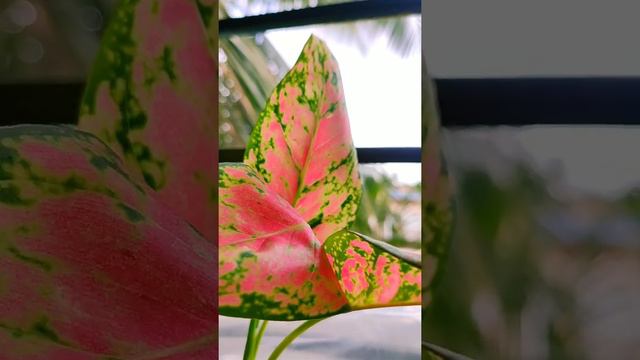 bright Light indoor plants 1. dumb cane 2.sedum succulent 3. dischidia 4. aglonema 5.pothos 6.agave