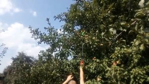Плодосъемник (плодосборник) с манипулятором