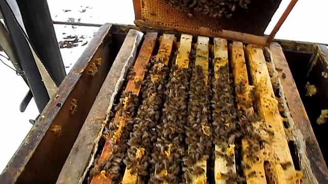 Нозематоз или падь зимой 2017 г Осмотр пчел зимой смотреть онлайн