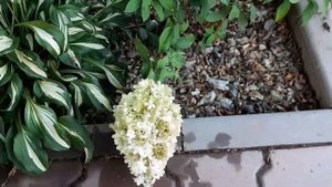 МЕТЕЛЬЧАТЫЕ ГОРТЕНЗИИ . ОБЗОР МОИХ СОРТОВ.