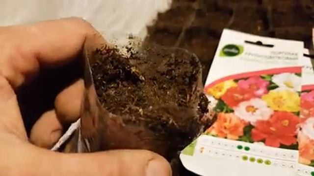 портулак выращивание из семян когда сажать портулак. как сажать портулак. выращивание.mp4