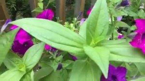 Container Gardening of Petunias Vinca & Zinnia! #containergardening