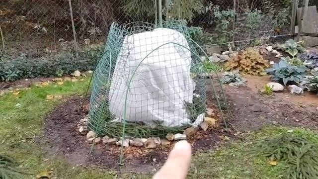 Гортензия крупнолистная ИДЕАЛЬНОЕ УКРЫТИЕ НА ЗИМУ!