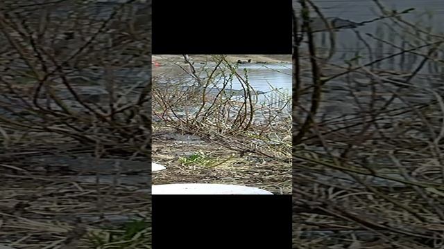 начало соревнований смотреть онлайн