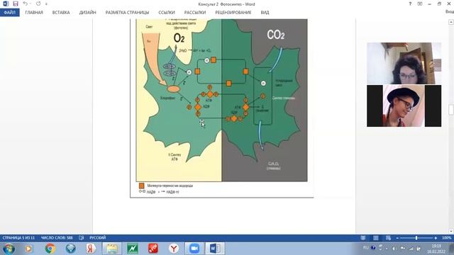 Биология. Задания демоверсии №5, 24. Фотосинтез смотреть онлайн