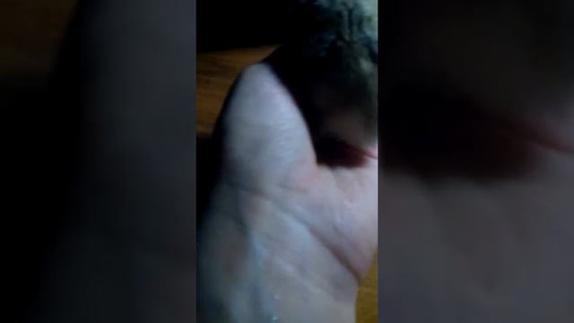 Как приручить хомяка к рукам рассказ моего хомяка джунгарского миши