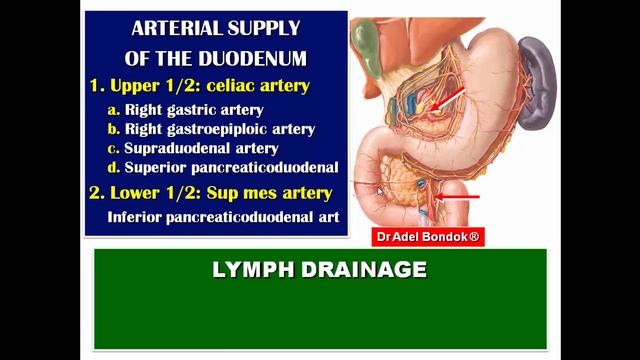 Blood Supply of the Gastrointestinal Tract, Dr Adel Bondok смотреть онлайн