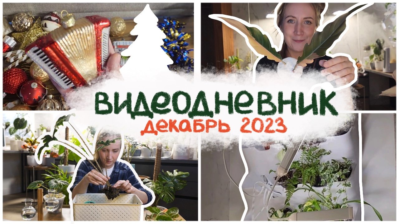 ВИДЕОДНЕВНИК цветовода | КАРАМЕЛЬ МАРБЛ распаковка ||  декабрь 2023 смотреть онлайн