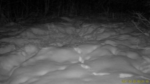 Куница ночью