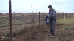 Голубика - добавляем кислый торф