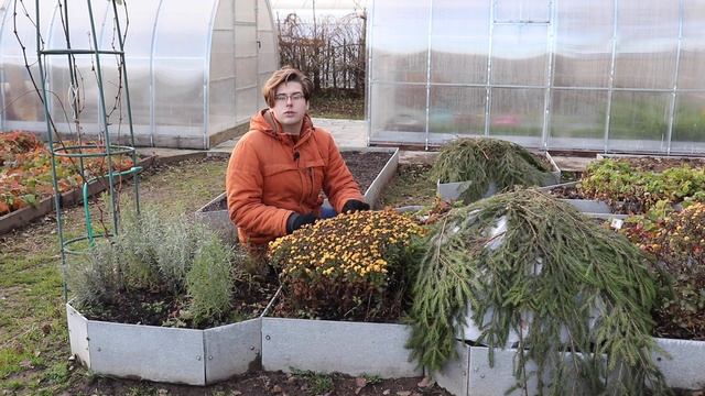 Как сохранить хризантему мультифлора зимой? смотреть онлайн