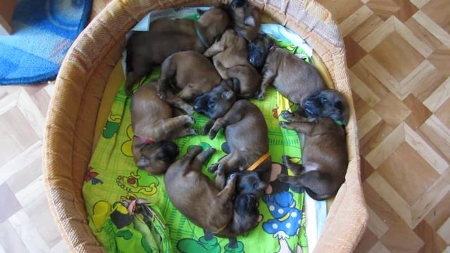 нашим малышам 5 дней смотреть онлайн