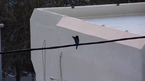 Красноклювая альциона убивает певчую птичку Славку...