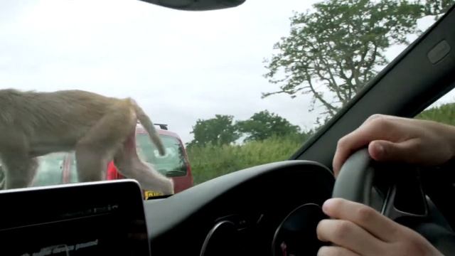 Путешествуем по Англии: Stonehenge, Longleat, Cheddar Gore смотреть онлайн