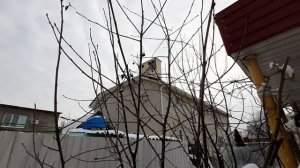 ОДЕССА хурма Божий дар Жемчужина сванети, ежевика Прайм арк фридом рябина Гранатная