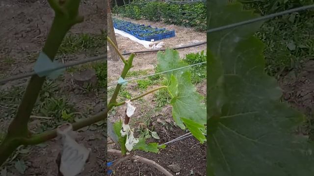 Как я прививаю виноград. смотреть онлайн