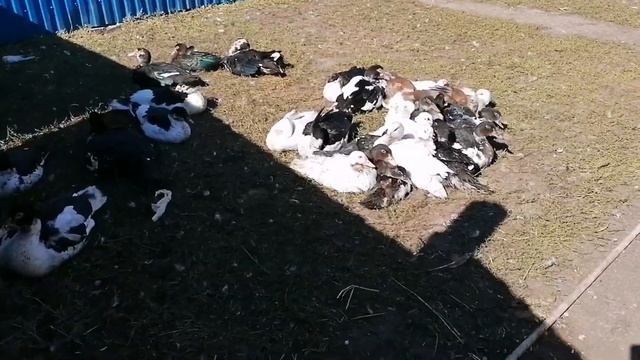 Индоутка и 100 утят? / Разновозрастные индоутята / почему мускусные утята плохо растут?