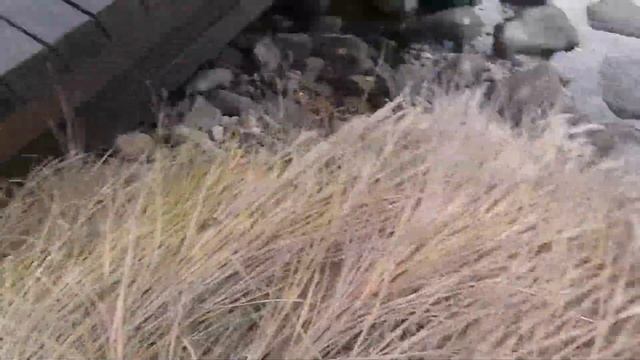 Укрытие мискантуса на зиму