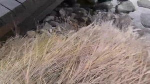 Укрытие мискантуса на зиму