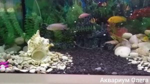 Цихлид раскидывает камни, и защищает свою территорию