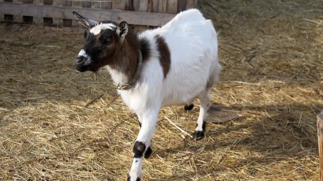 Козы карликовые САВА от СКАЗКИ и СЕРЖАНТА голубые глаза и сережки смотреть онлайн