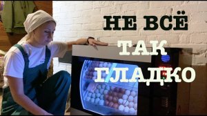 #150. Новые жильцы в хозяйстве. Нюансы инкубации. Мохнатые потери:( [Жизнь на своей земле]