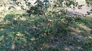 #Обо_всем //Кухня //Огород //Про мк