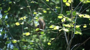 Sony FE 24-240 mm f/3.5-6.3 OSS объектив адаптирован для видеосъемки. тест